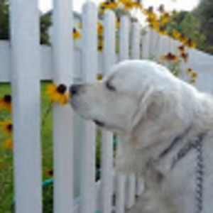 Meet your Posher, Summer